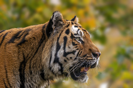 1 幅非常漂亮的小老虎的肖像