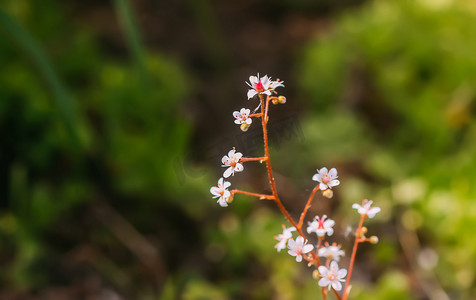 夏季花园中盛开的虎耳草 umbrosa 花。