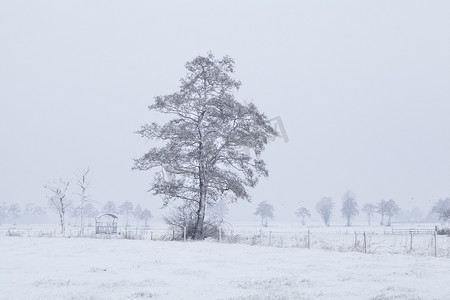 冬天荷兰农田雪中的树