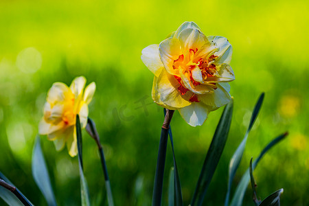 春天绿色背景中突显的两朵壮丽的黄色水仙花