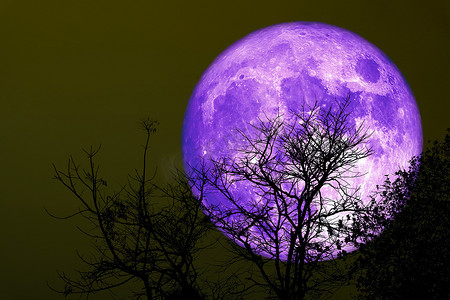 在夜空的超级五谷紫色月亮剪影干燥树