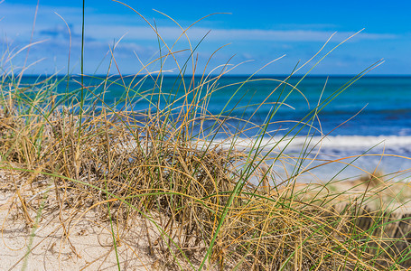 沙滩上有海草的沙丘