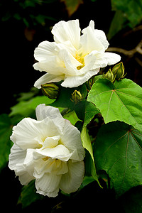 马来沙巴京那巴鲁山植物园的白花