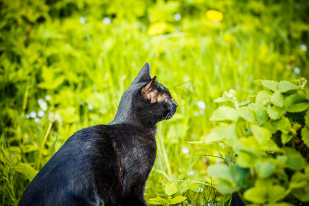 小动物黑猫摄影照片_绿草丛中的黑猫。