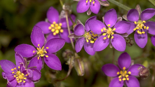 药房易拉宝摄影照片_西班牙瓜达拉马山脉国家公园的野花