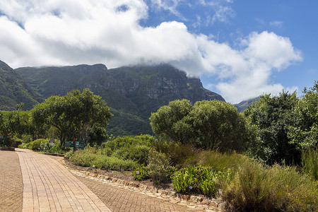 康斯坦博西国家植物园，南非开普敦。