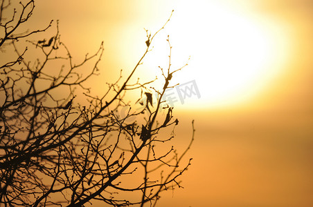 秋天时，鸟儿坐在无叶树枝上的美丽照片，背景是金色的夕阳