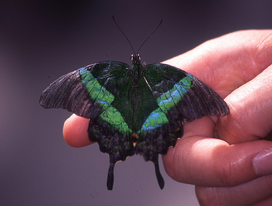 手指上的热带燕尾蝶