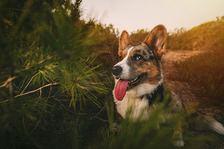 日落时分，快乐的小威尔士柯基犬张着嘴，伸出舌头坐在户外的地上。