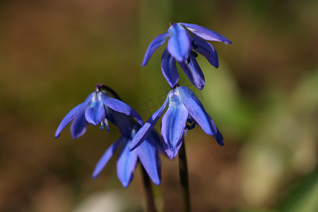 西伯利亚海贼 (Scilla siberica)