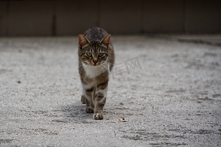 走流浪猫，年轻公猫的宠物画像