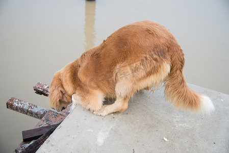 狗跳摄影照片_金狗跳下来玩水。