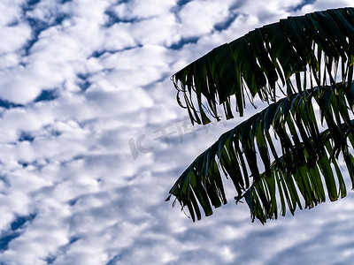 绿色风树叶摄影照片_从风中撕裂的香蕉叶