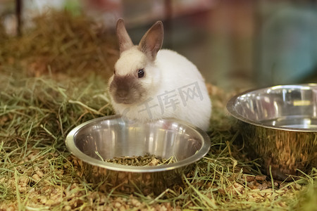 喝酒的兔子摄影照片_宠物店玻璃橱窗后出售的兔子