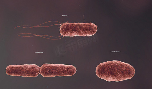 固体细胞壁决定了细菌的形状。