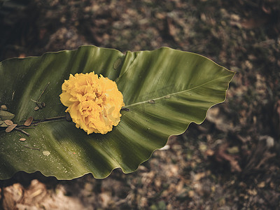 异国情调的黄花，热带植物自然深绿色