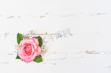 质朴的白色背景中美丽的粉色玫瑰头状花序