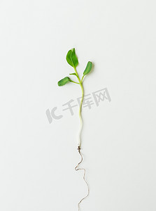 一串小辣椒摄影照片_小辣椒幼苗，从地上拔出的白色背景上孤立的绿色幼苗。