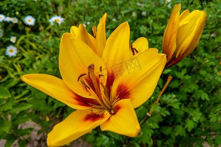 花园里彩色背景上的黄色百合。