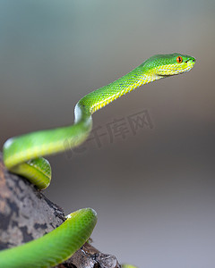 绿坑毒蛇，Trimeresurus albolabris