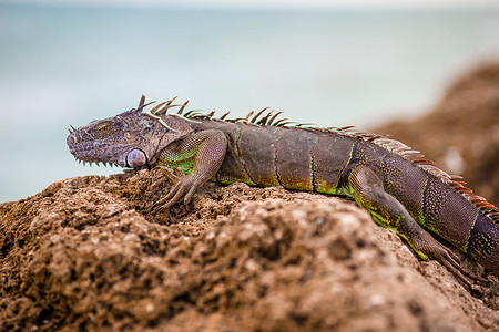 远方的海摄影照片_海鬣蜥在石滩上休息，望向远方