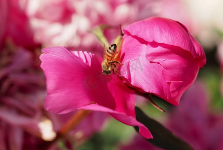 红色牡丹摄影照片_一朵桃红色牡丹花的美丽的宏指令