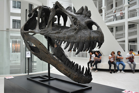 旅游征集摄影照片_自然历史恐龙头骨国家博物馆在马尼拉，博士