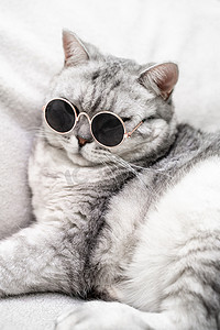 戴眼镜的苏格兰直猫，白色背景。