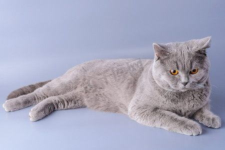 忧郁的灰色英国短发猫躺在紫色背景中孤立地看着远方