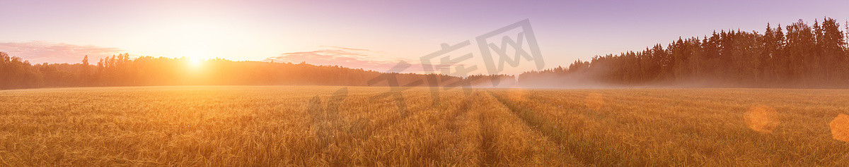 在有雾、道路和金黄黑麦 c 的农业领域的日出