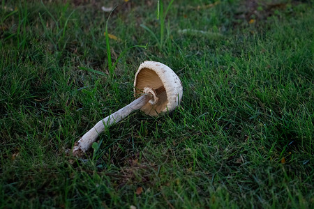 雨天过后，小草长出了蘑菇