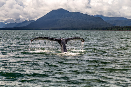 云鲸摄影照片_鲸鱼的鳍从阿拉斯加的水中升起