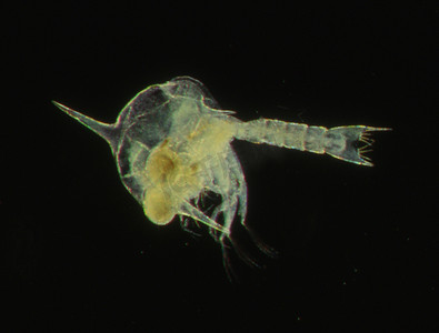磷虾是一种带有天线的海洋浮游生物