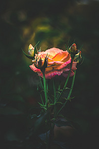 小玫瑰摄影照片_花园玫瑰，黄玫瑰，花园玫瑰，孟加拉花园玫瑰