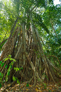 印度尼西亚北苏拉威西雨林的树顶