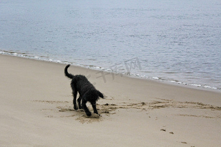 脏狗摄影照片_黑色湿漉漉的脏狗在沙滩上挖来挖去。