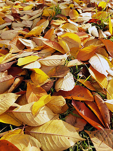 秋天落在地上的黄叶在公园特写