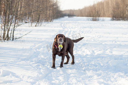 棕色拉布拉多猎犬在寒冷的冬日在雪地里玩耍。冬天在院子里玩游戏。快乐的宠物。