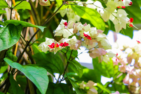 白色的桃心摄影照片_关闭流血的心脏藤 - Clerodendrum thomsoniae。