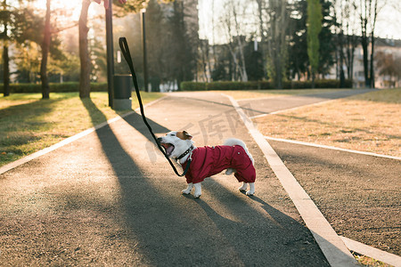 滑稽的杰克罗素狗的肖像，身着飞行皮带，在秋季公园复制空间和空白处行走，供文字使用。