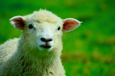 一只春天的小羊在田野里自由吃草的肖像。