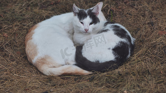 睡觉在干草的两只流浪猫。
