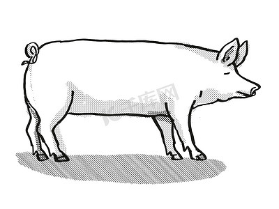 大白猪品种卡通复古画