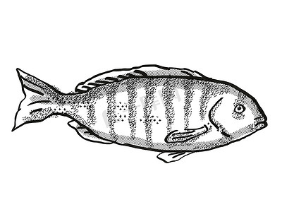 黑白手绘线条摄影照片_斑马鱼澳大利亚鱼卡通复古绘图