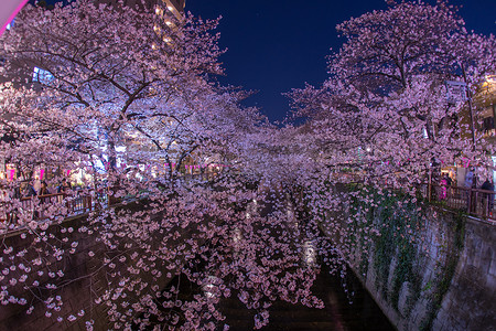 目黑川夜樱