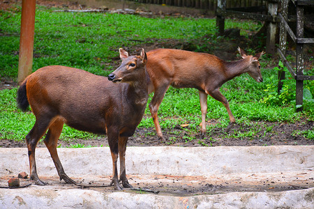 水鹿 (Rusa unicolor) 鹿在 Lok Kawi 野生动物园，马来西亚