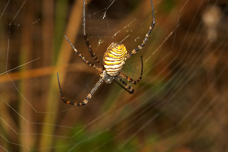 蜘蛛（Argiope bruennichi）