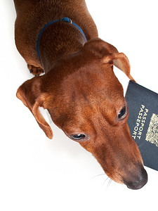腊肠犬嘴里含着护照