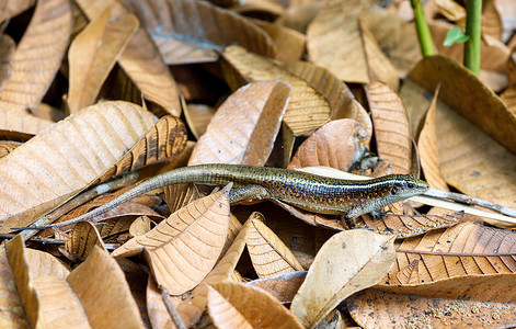 马达加斯加环带蜥蜴 (Zonosaurus madagascariensis)