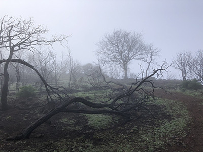 大加那利岛雾中的树木